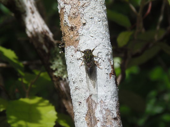 Unglaublich wie laut diese kleinen Viecher sind