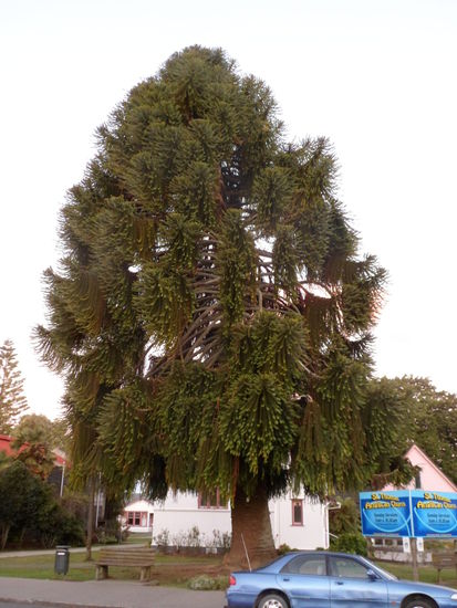 Spezielle "Tanne" an Motuekas Hauptstrasse
