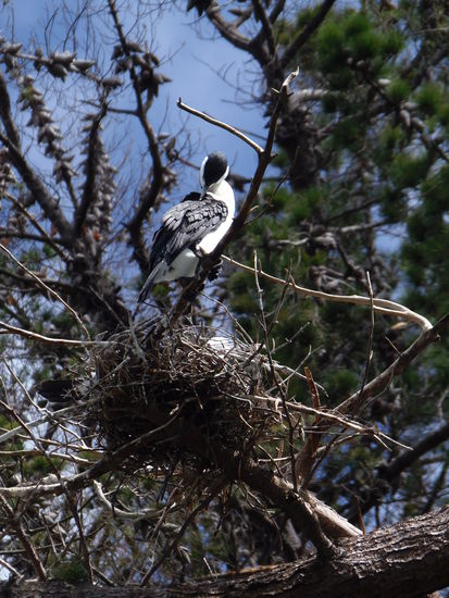 Wir fahren immer wieder mit dem Boot nahe ans Land und koennen auch Voegel beobachten