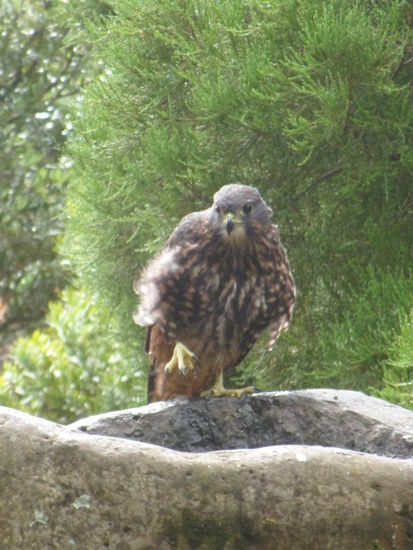 ... uns interessiert allerdings der Falke, der sicher eine Viertelstunde darin badet, mehr.