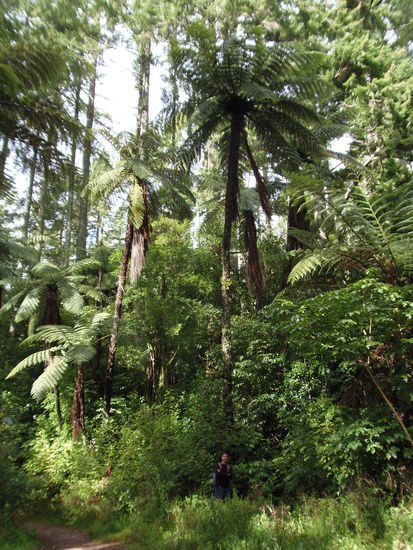 Urs vor einem der wunderschoenen Riesenfarne.