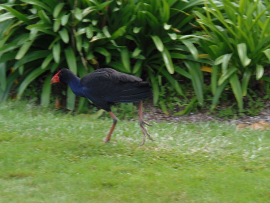 Pukeko im botanischen Garten