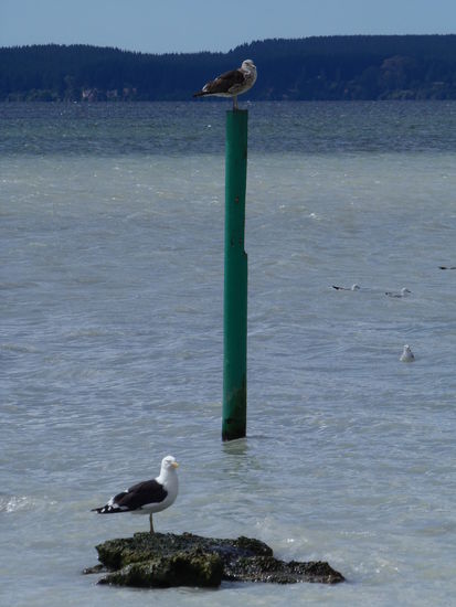 .... haben sehr viele Voegel ihr Zuhause