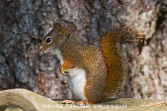 Meine kleinen Freunde die Squirls. Klein, frech, neugierig und überall zu finden und zu hören.