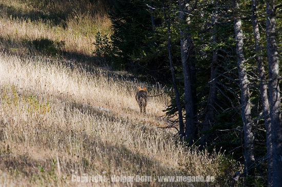 Kojote auf dem Rückzug
