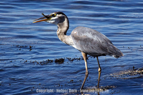 Fischreiher beim Jagen.
