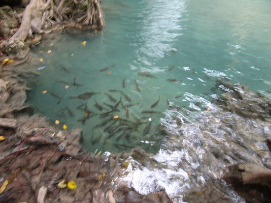 Fische an der dritten Stufe, die verpassten dir ein kostenloses Hautpeeling wenn du ne zeitlang stehen bleibst, war aber nicht sonderlich angenehm, und mich bissen nur die kleinen Exemplare...