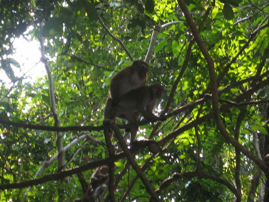 Affen bei der Arbeit 