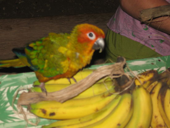 Kathis Papagei Leo, hat mir erstmal auf mein nagelneues T-Shirt geschissen...