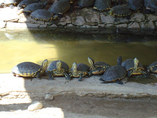 Snop tortugas...