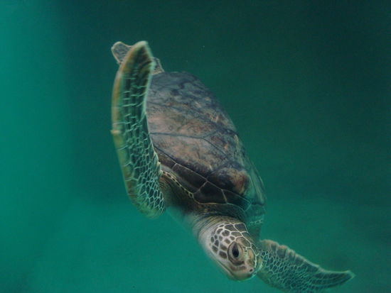 Tortuga, noch knapp erwischt. Die Dinger sind naemlich ziemlich schnell.