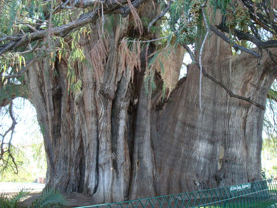 Árbol de Tule
Der Baumriese auf ein Photo zu bringen, ist unmoeglich...