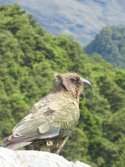 Kea
