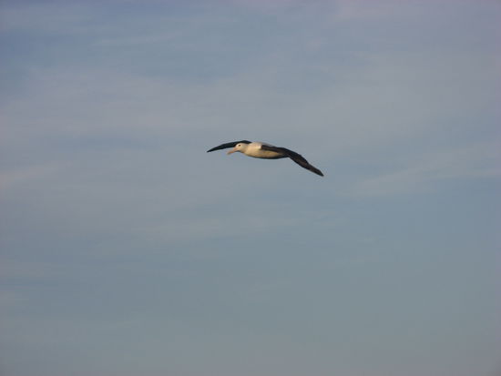 Albatross (kann eine Fluegelspanne bis zu 3 Meter haben)