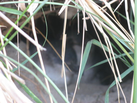 Manus gescheiterter Photoversuch von zwei Zwergpinguinen (Blue Penguins)