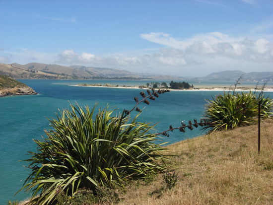 Kueste der Otago Peninsula