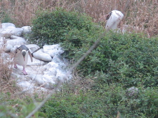 Auf dem Weg zum Nest