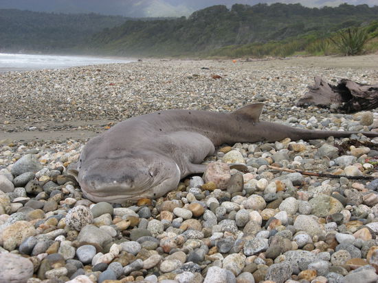 Ist tot auch noch sehr beeindruckend