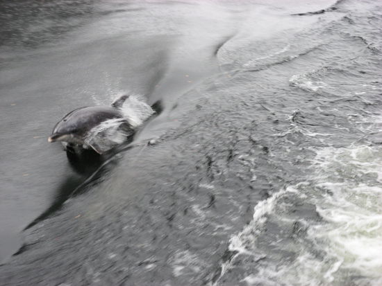 War toll die Delfine zu beobachten