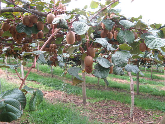 So sehen Kiwistraeucher aus