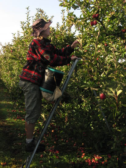 Manu emsig beim Aepfelpfluecken