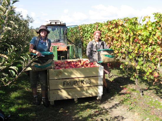 Das war die allerletzte Kiste, welche wir gepflueckt haben