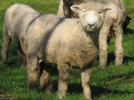 Diese knuffigen Schafe haben wir auch noch unterwegs am Strassenrand getroffen