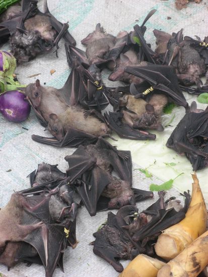 Auch diese Tierchen stehen auf dem Speiseplan der Laoten