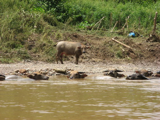 Wasserbueffel beim Abkuehlen