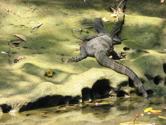 Diesen Waran konnten wir auf dem Weg zum Green Canyon bewundern