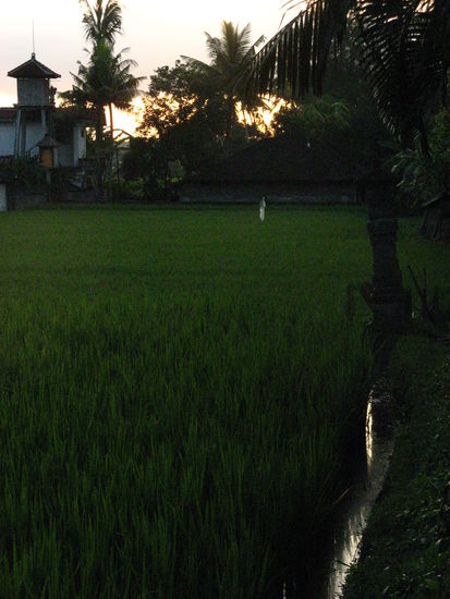 Reisfeld mitten in Ubud