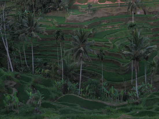Manus liebstes Fotomotiv auf Bali - Reisfelder