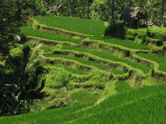 Reisterrasse von Tampaksiring