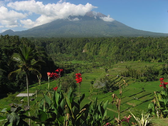 mal wieder Reisfelder