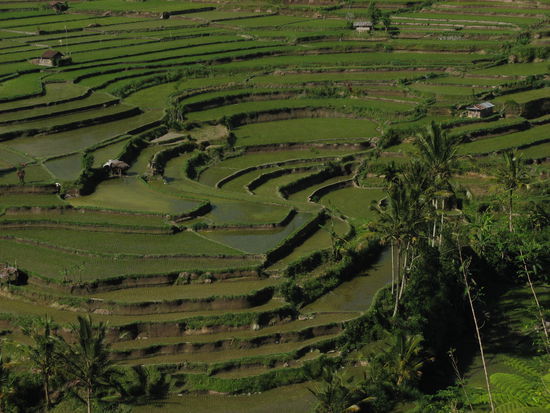 Reisfelder, welche zum Teil noch brach liegen