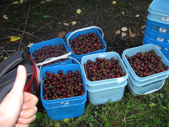 ... und davon 30 Stueck pro Tag