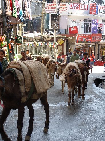 Buntes Treiben in den steilen Gassen von Mcleod Ganj