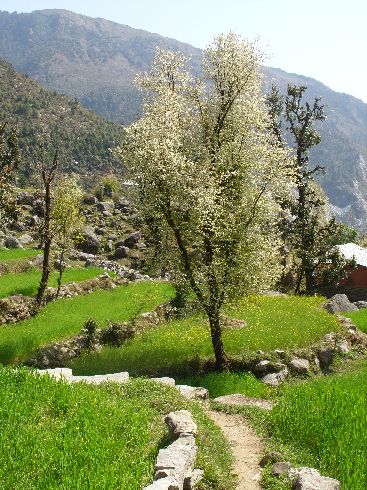 Irgendwo zwischen Dharamkot und Bhagsu