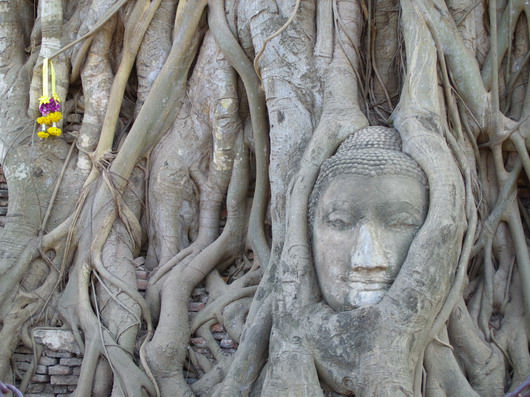 Der beruehmte mit Wurzeln umrankte Buddhakopf