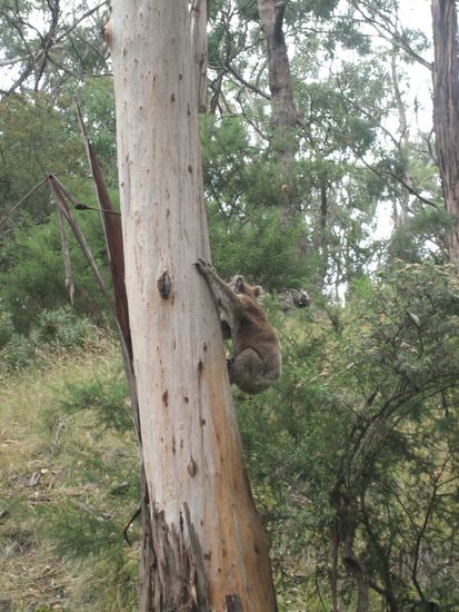 Und da klettert er hinfort!