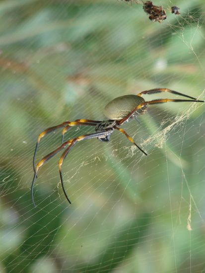 die erste giftige Spinne (ca. 7 cm)