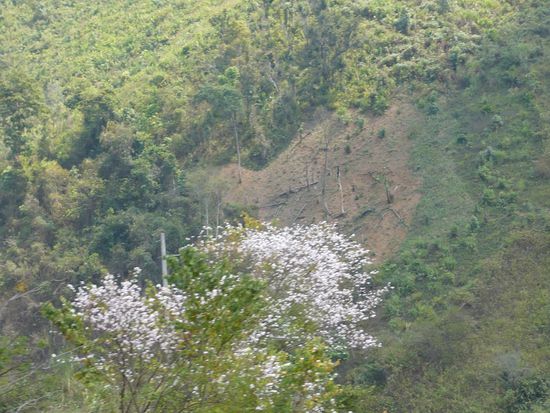 Brandrodung am steilen Hang - leider etwas verschwommen, da aus dem Minivan heraus fotografiert