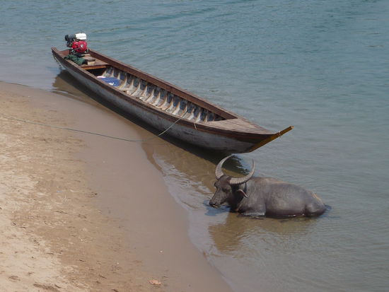 Der "Hauswasserbueffel" 