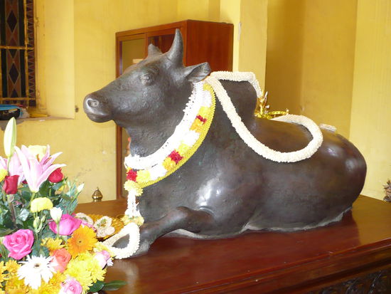 Eine heilige Kuh - hinduistische Hinterlassenschaft