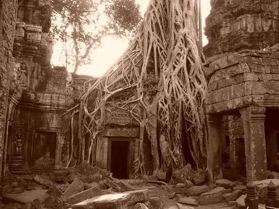 Der "Tombraider" Tempel (Ta Prohm) in Sepia Farbe. Hier wurde ein Tombraider Film mit Angelina Jolie gedreht. Es sieht aber echt beeindruckend aus, wie die Baeume sich der Tempelanlage bemaechtigt haben!