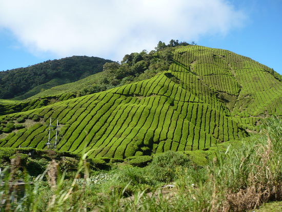 Blick auf die gruenen Teeplantagen in den Cameron Highlands. Ist es nicht schoen?!