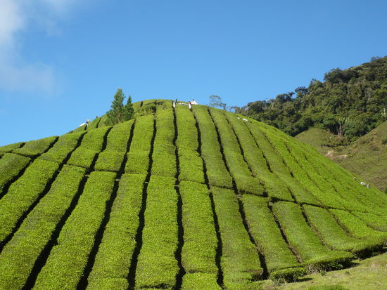 Und von ganz nah: alles in Reih und Glied. So sind sie eben die Englaender .