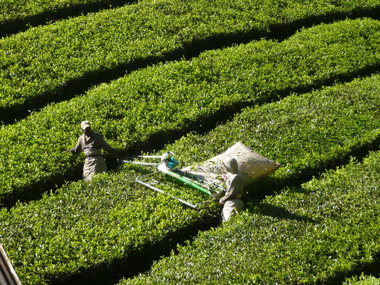 Und so wird der Tee heutzutage gepflueckt: halbmaschinell. Im Flachland wird er ganz von Maschinen gepflueckt, aber hier in den Highlands ist das nicht moeglich. Die ganz feinen Spitzen werden  sogar noch immer von Hand gepflueckt und der Tee ist besonders lecker (ich hab eine Packung fuer euch daheim zum Probieren gekauft, denn den Tee bekommt man nur in Malaysia, Japan und im Mittleren Osten - nicht bei uns!)