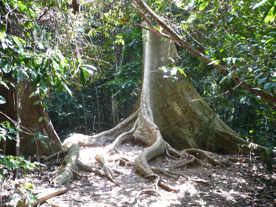 Einer der Riesenbaeume (ja, ich hab den Namen vergessen )