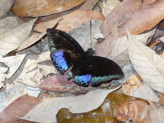 Schmetterling Nummer 1 (sehr gutes Model, liess mich in Ruhe fotografieren)